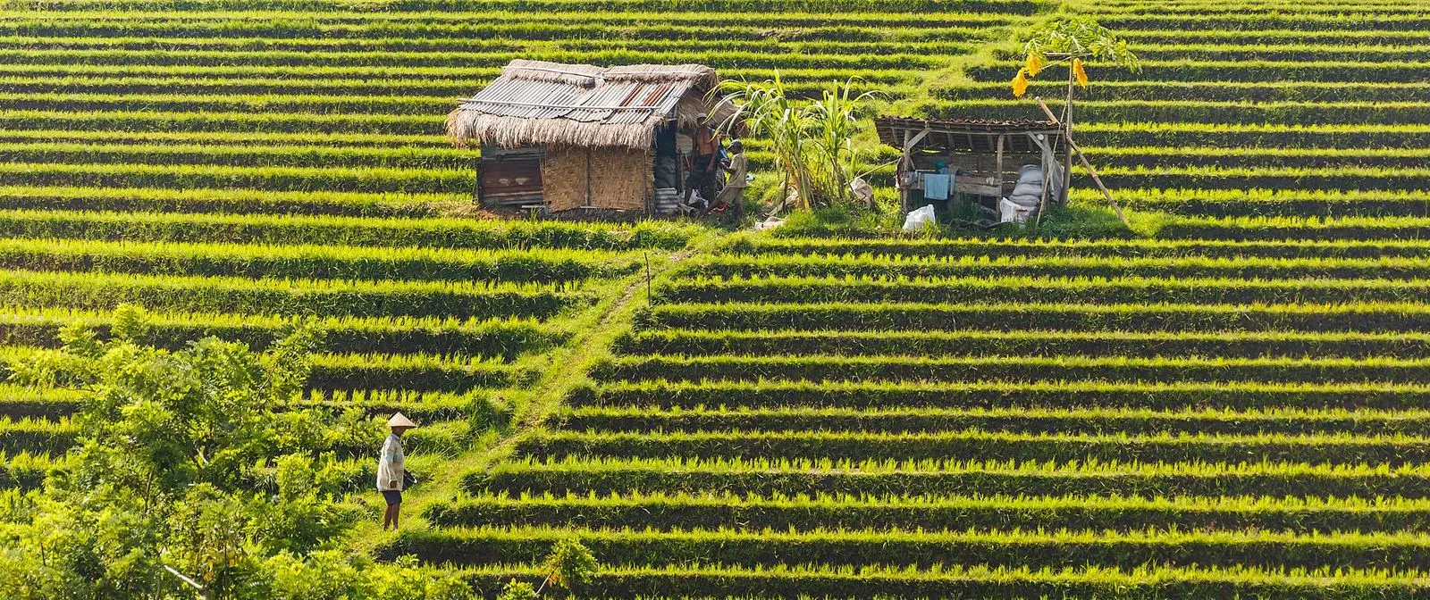 Sawah terasering dengan pondok-pondok kecil di Jatiluwih, Bali