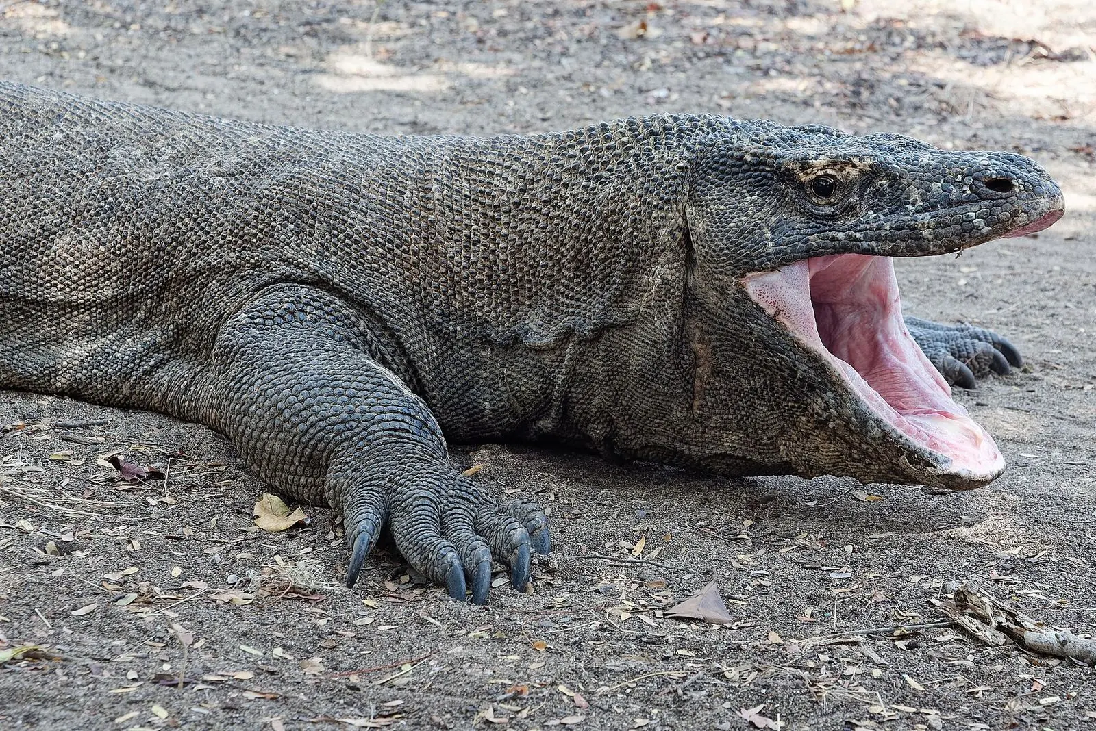 A Komodo dragon on Komodo Island, where Ernest grew up