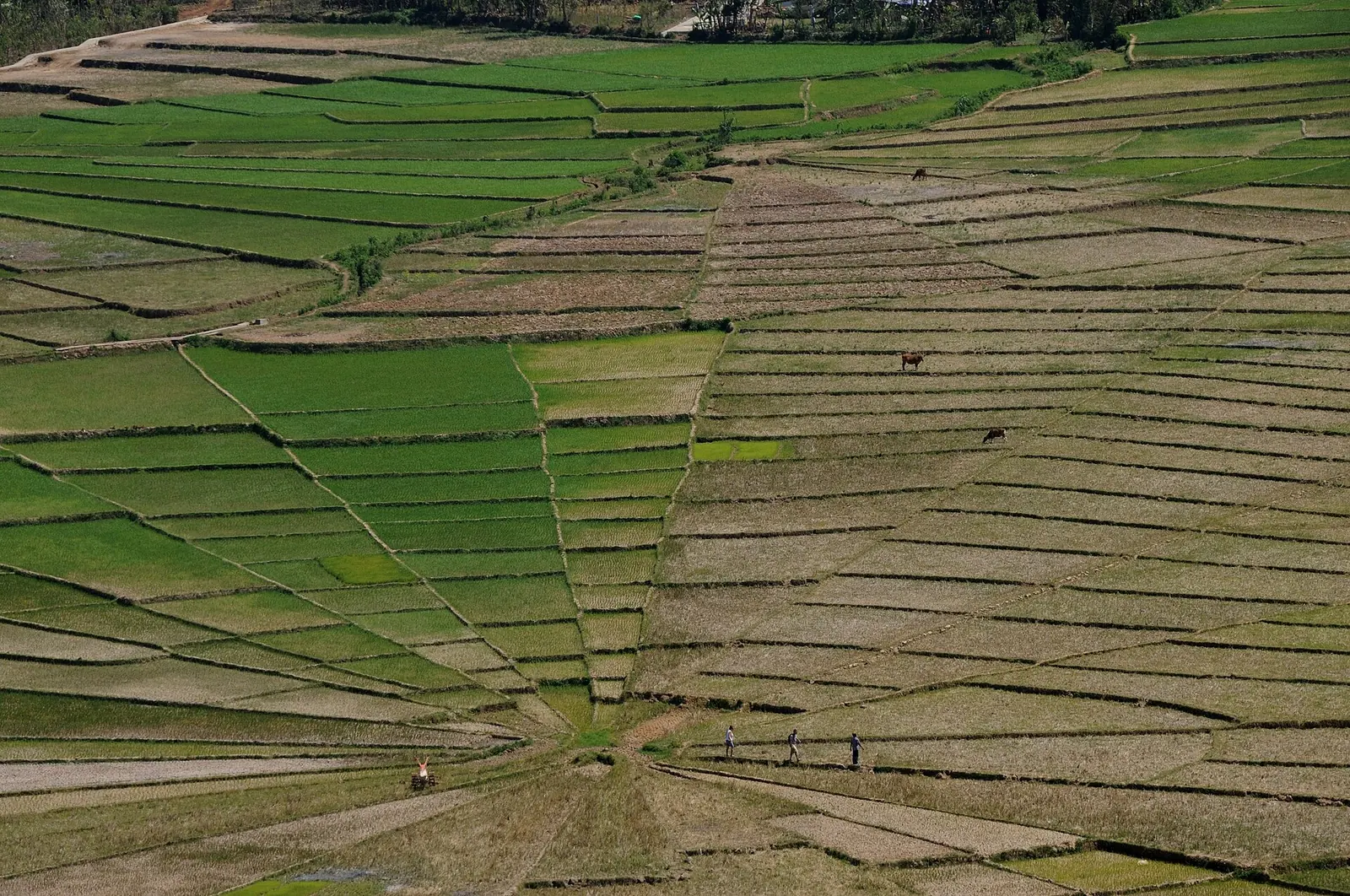 Rizières en toile d'araignée près de Ruteng