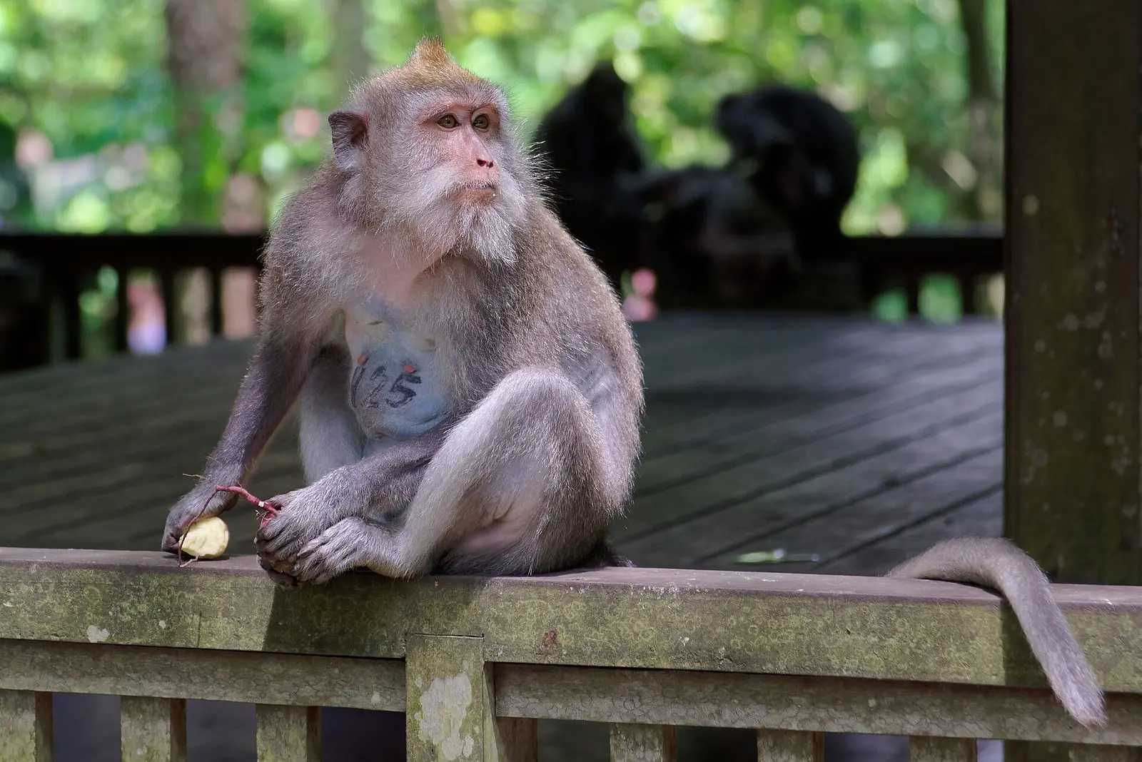 Ein Javaneraffe im Monkey Forest von Ubud