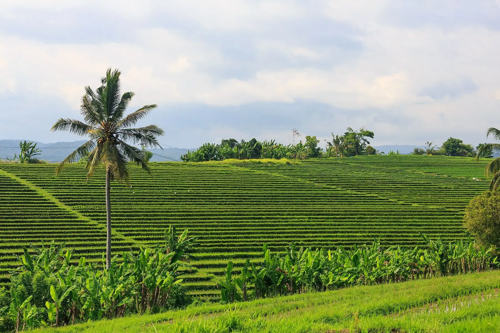 Sawah terasering dan pohon kelapa di Tabanan, Bali