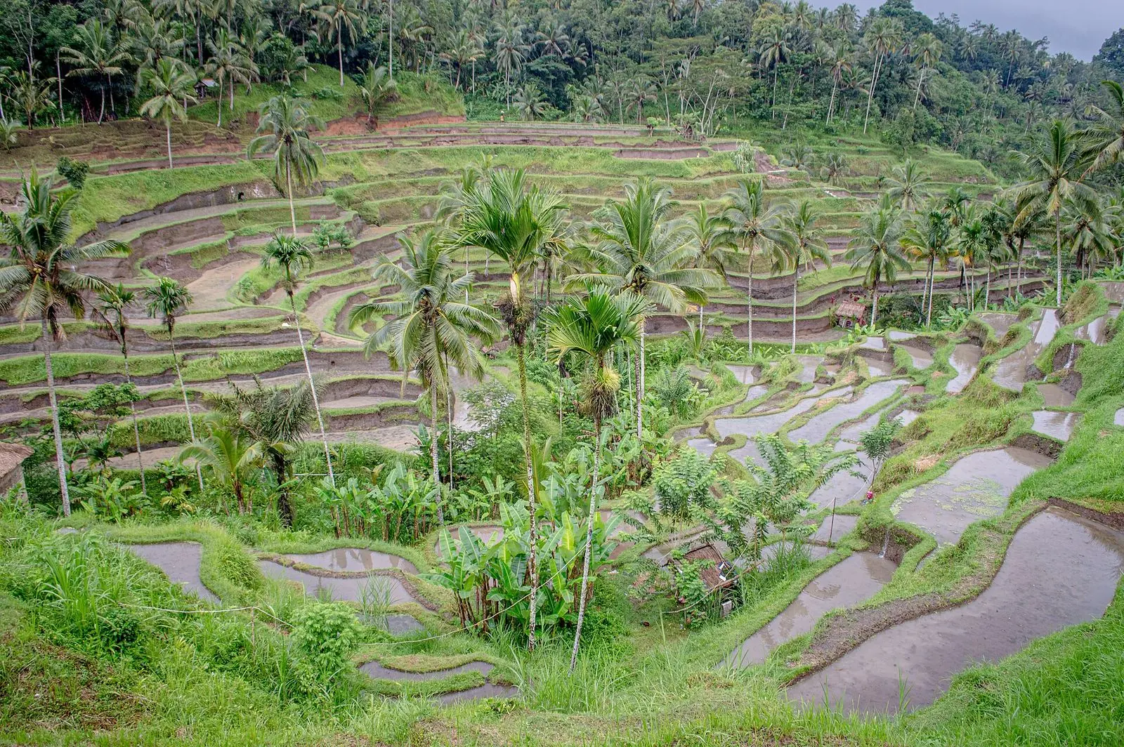 Sawah terasering Tegallalang dekat Ubud, tempat banyak taman ayunan berada